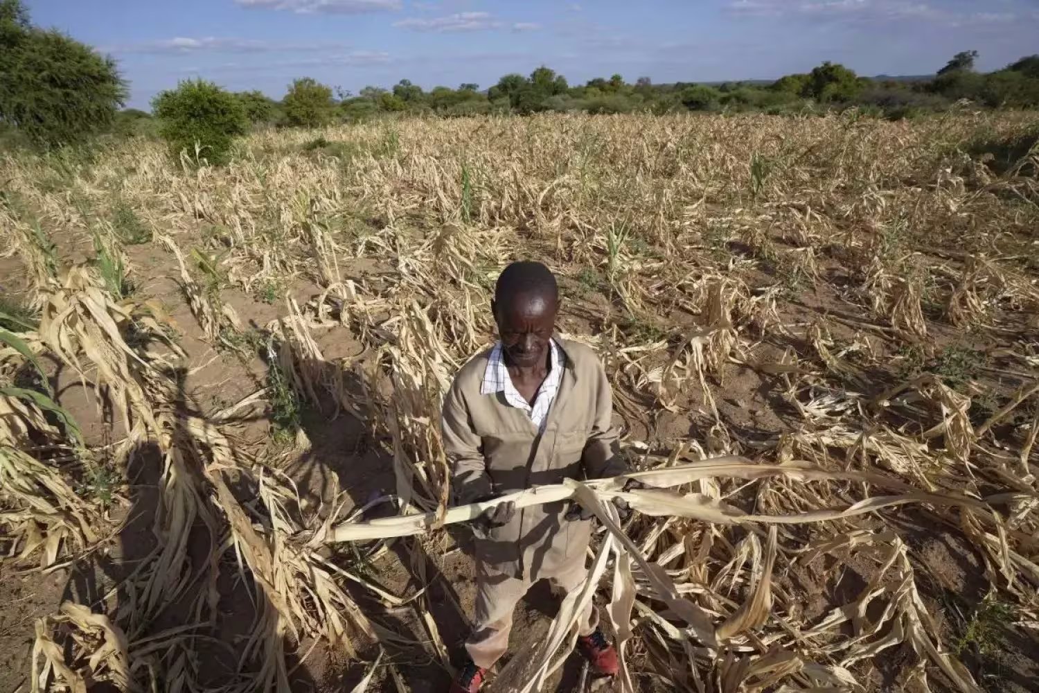 Farmer standing in a drought-stricken field of stressed crops